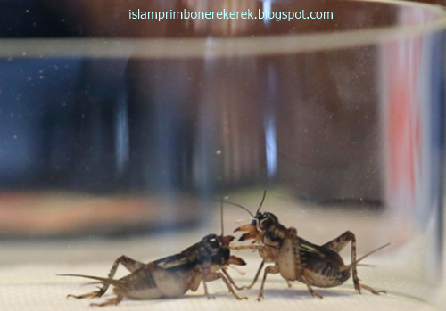 15 Arti Mimpi Tentang Jangkrik Menurut Islam Primbon Jawa Dan Erek Erek 2D  3D 4D - Islam Primbon Erek Erek