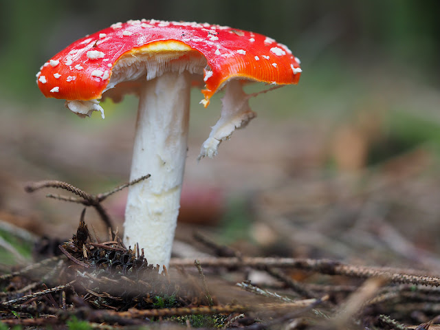Fliegenpilze sind giftige Schönheiten. Oft in Gesellschaft mit Fichten. Fliegenpilze sind giftige Schönheiten. Oft in Gesellschaft mit Fichten.
