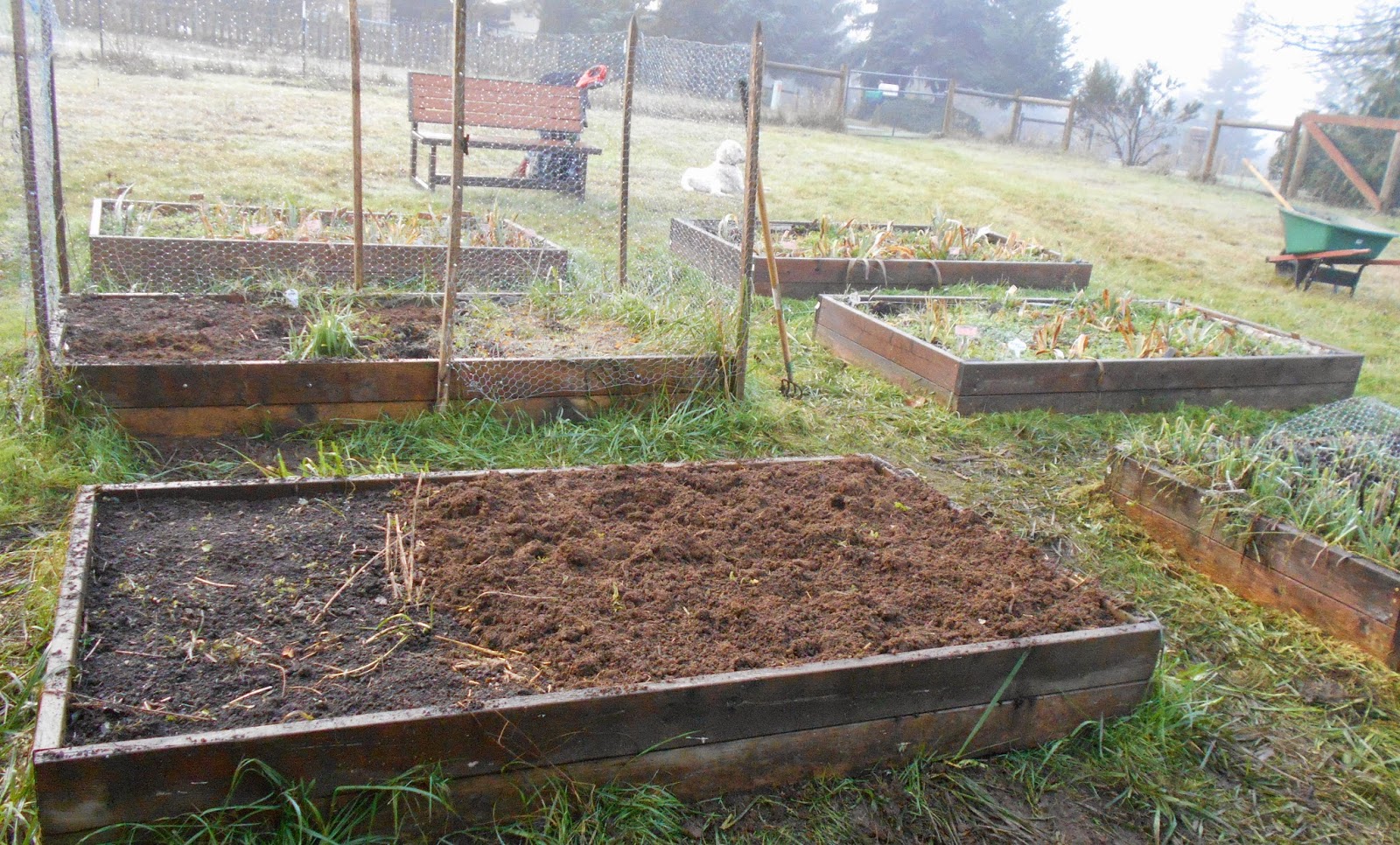 Daniel's Pacific NW Garden: The effect of compost. Kitchen garden