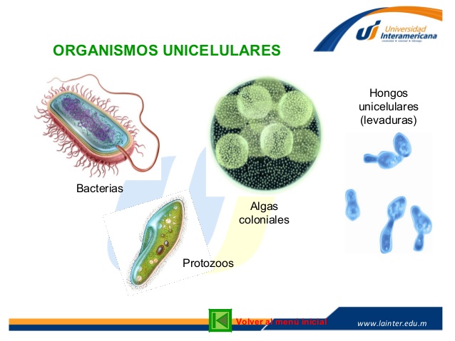 Organismos Unicelulares