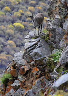 Himalayalar'da bir Bharal koyunu.