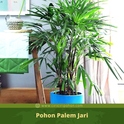 Ciri Ciri Pohon Palem Jari