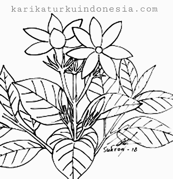 Karikaturku Indonesia Mewarnai Berbagai Macam Bunga Taman