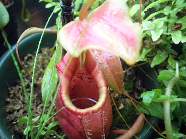 Nepenthes Ovata