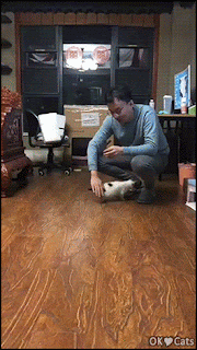 Cute Kitten GIF • Snuzzy kitty copying her human bouncing like him. Follow the leader [cat-gifs.com]