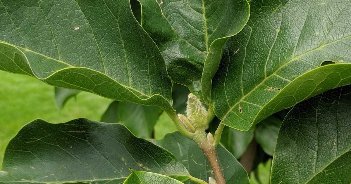 Saucer Magnolia Tree Setting Fall Buds September 2019