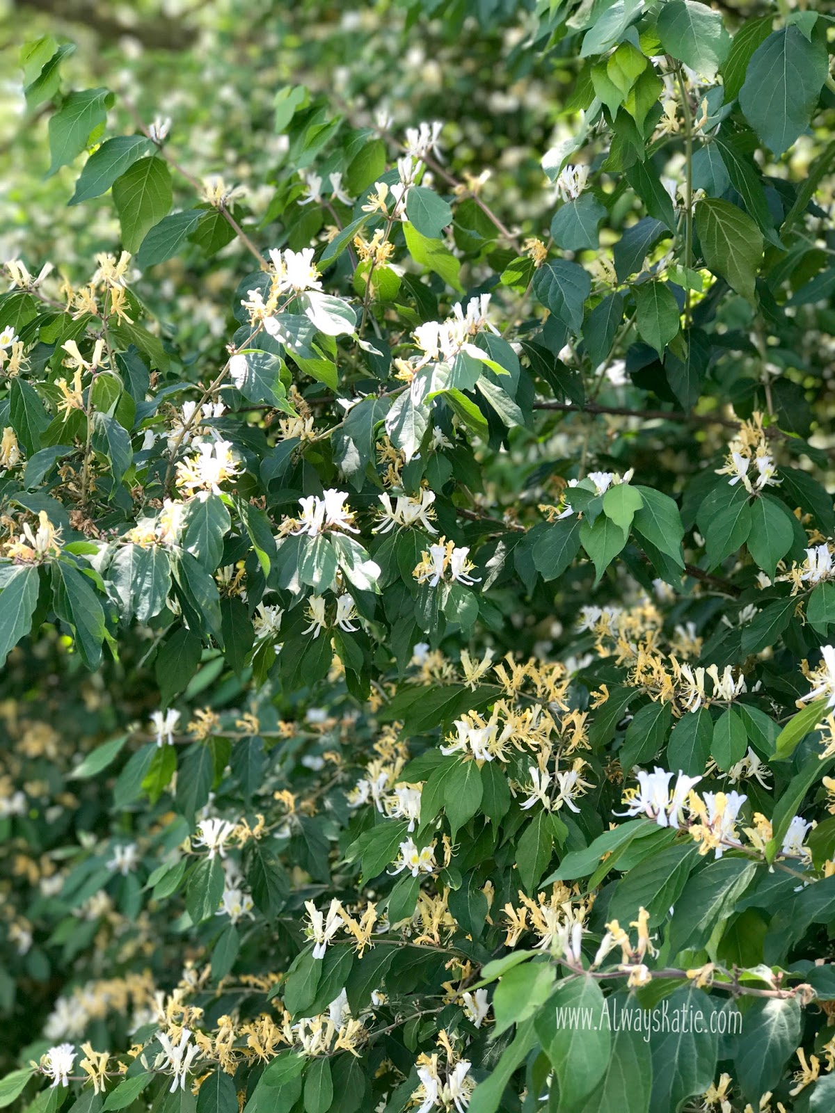 Always, Katie Honeysuckle and the Wellspring of Life