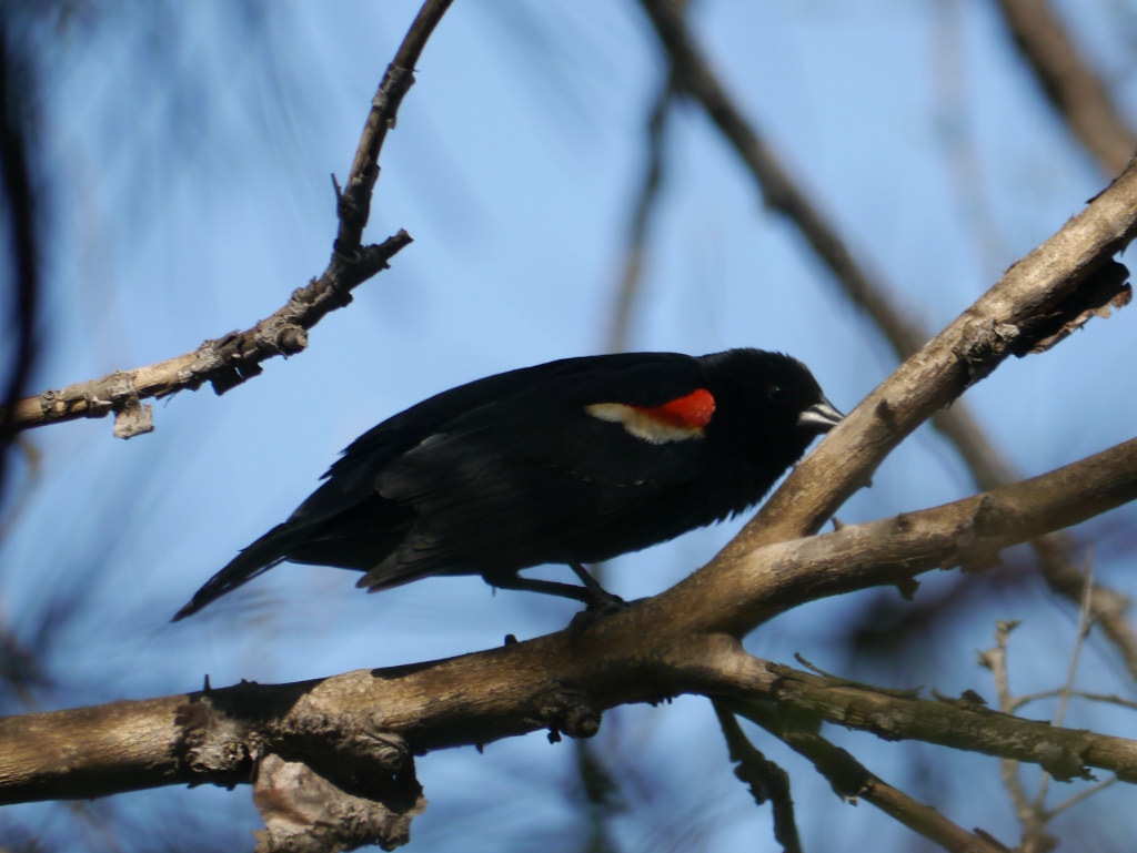  Parc Jean Drapeau Montréal Red-Winged Blackbird