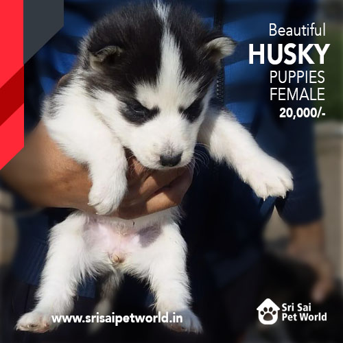 Beautiful Siberian Husky female puppy