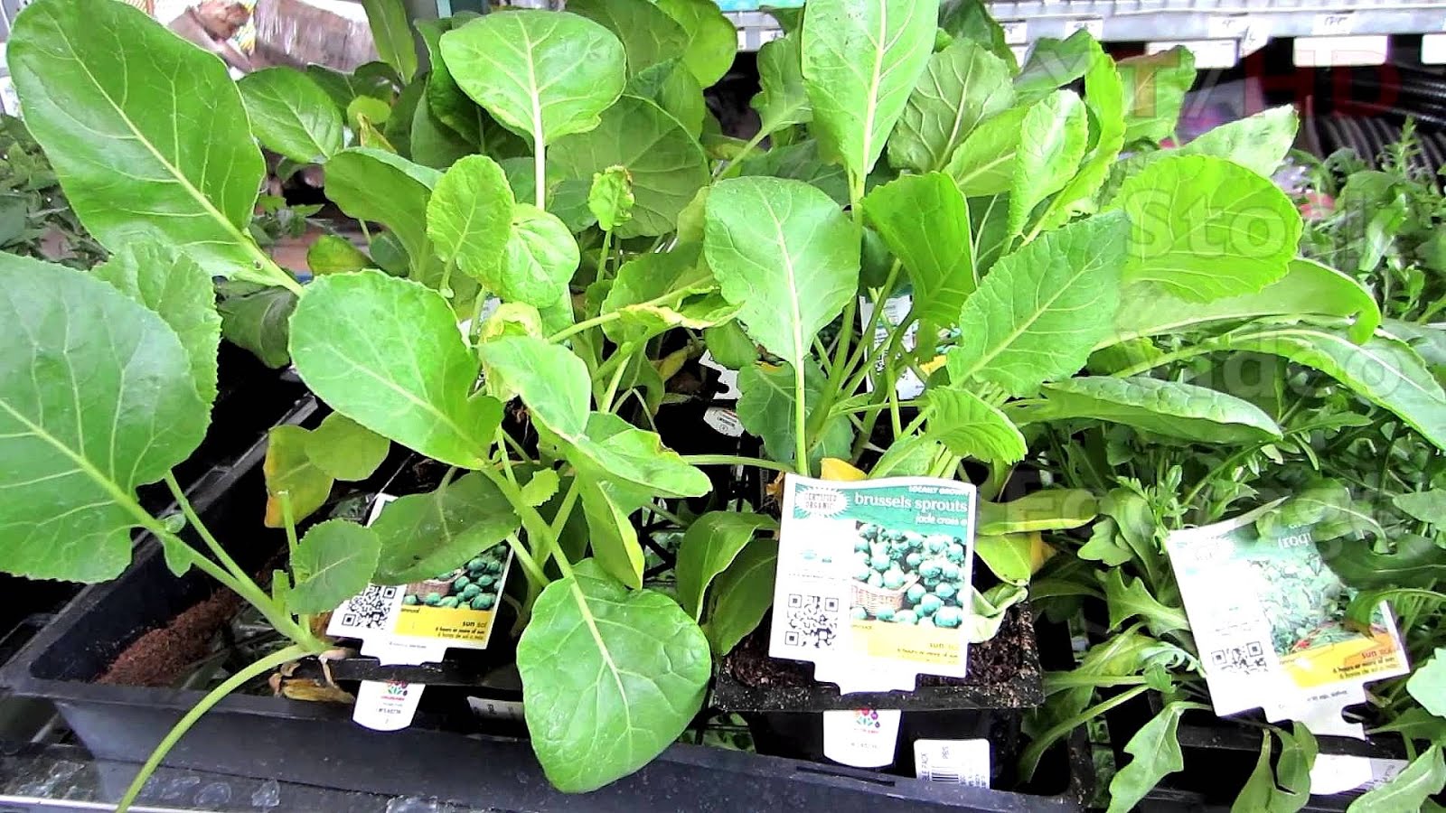 Organic Vegetable Plants Vege Choices