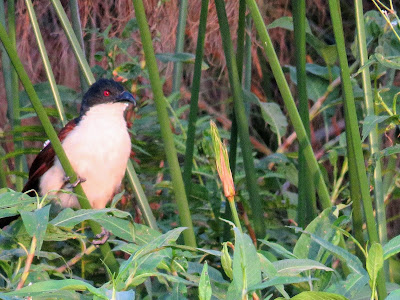Uganda Birds: Coppery-Tailed Coucal on Lake Victoria
