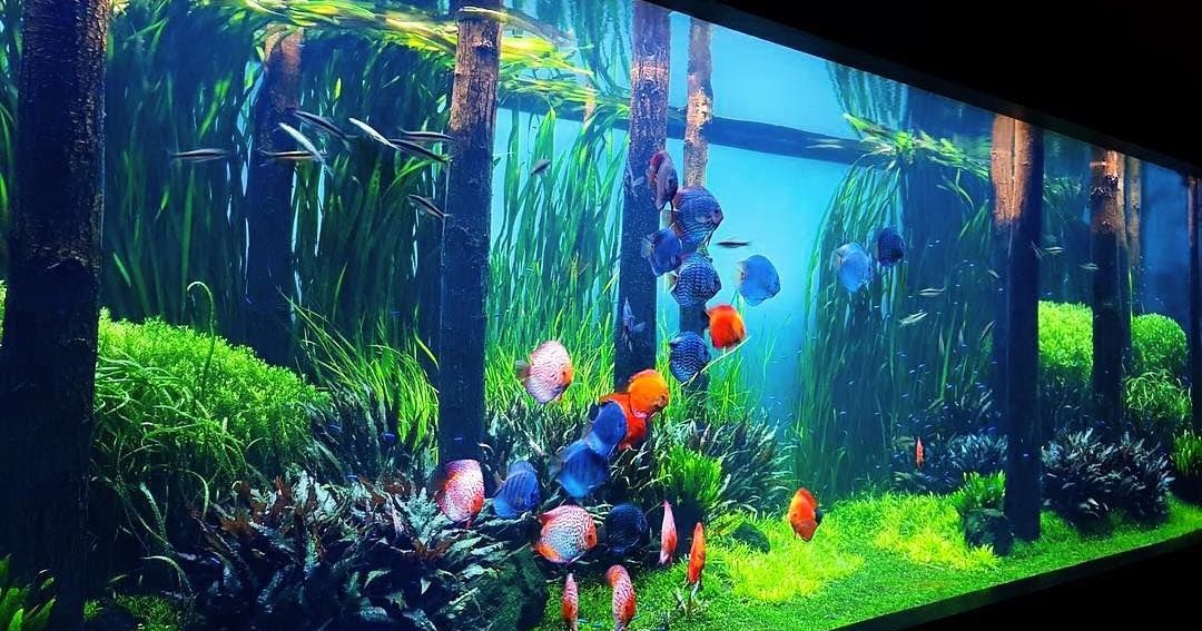 Extra Aqua World Amazing Discus Tank