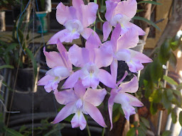Orquídea de la semana