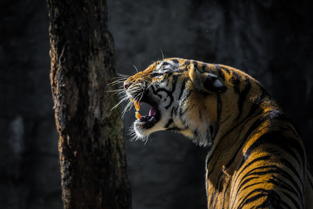 LA MALDICIÓN DEL TIGRE (1) - EL MUNDO DE GISSEL