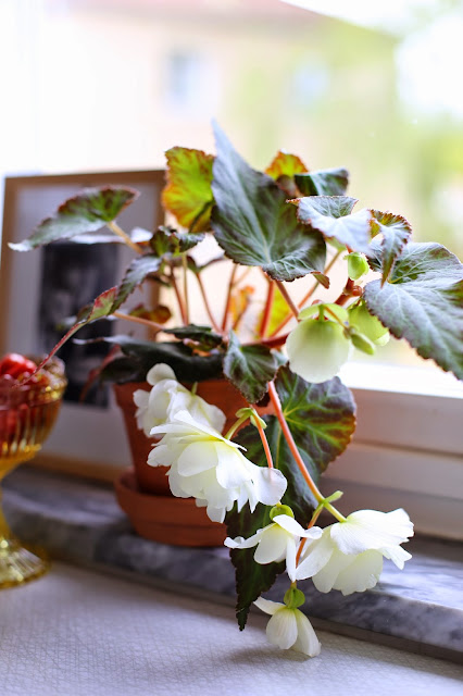 Begonia