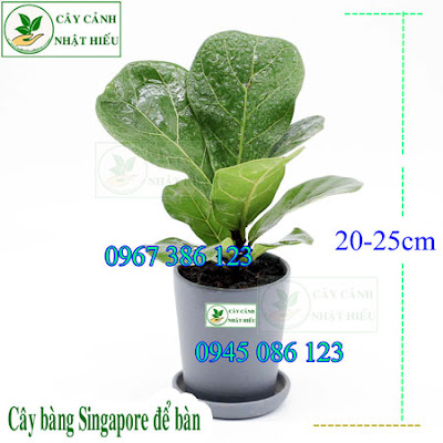 Cây bàng singapore đẹp chậu tròn phong thủy