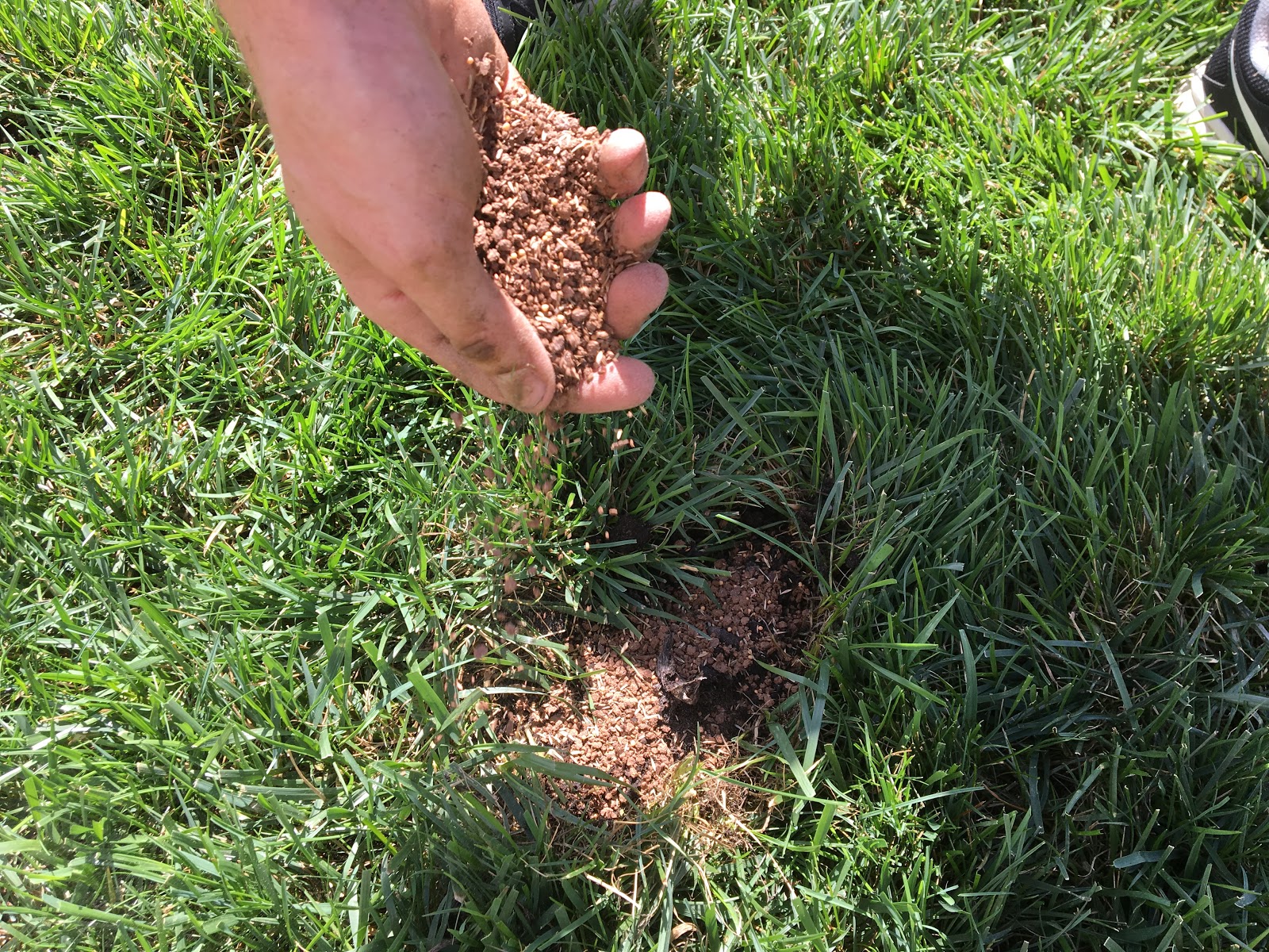 My Favorite Dog Pee Spot Patching Product [Backyard Neophyte