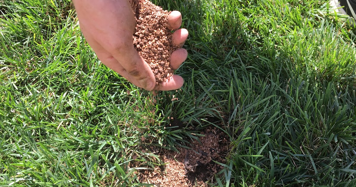 My Favorite Dog Pee Spot Patching Product [Backyard Neophyte