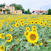 Primavera: saiba onde encontrar os cantos mais floridos da Europa