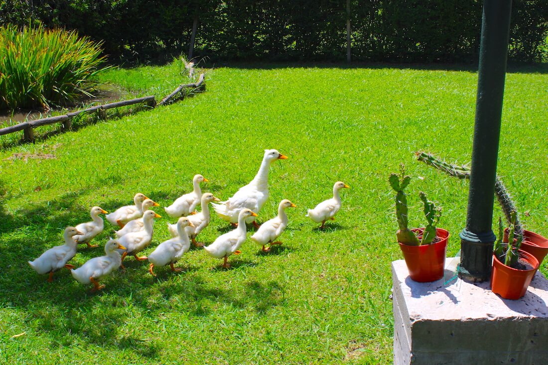 duck family on the ranch