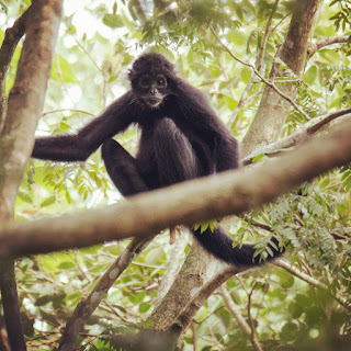 Macaco Aranha de Cara Vermelha / Red Faced Spider Monkey (Ateles