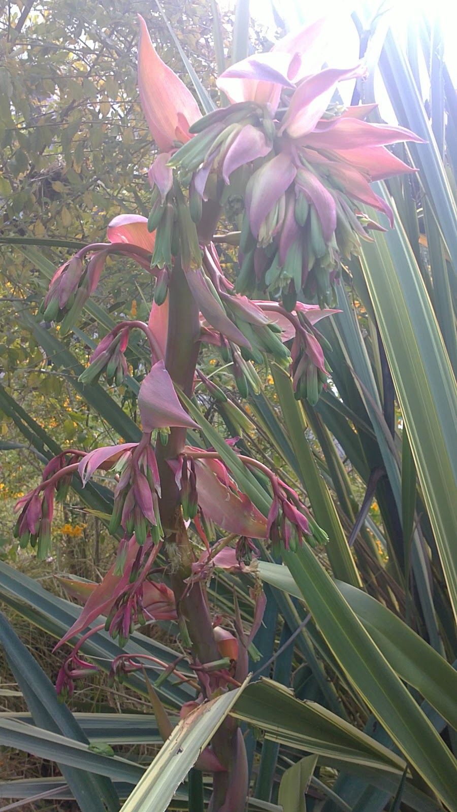 In A Costa Tropical Garden Beschorneria yuccoides.....Mexican Lily