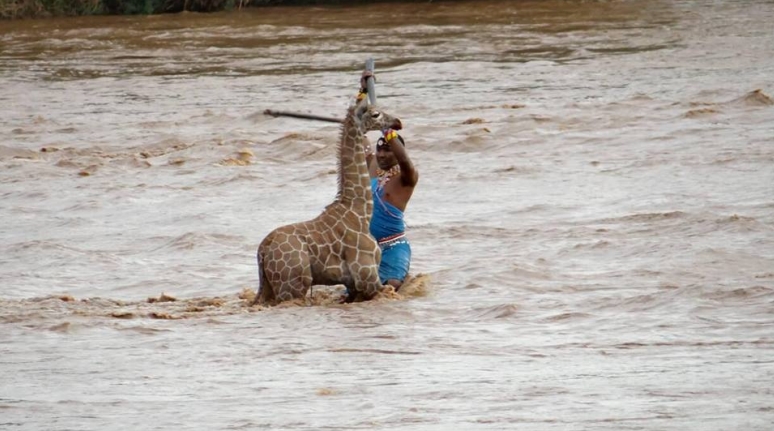 White Wolf : Drowning baby giraffe saved from crocodile-infested river by villagers