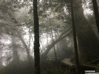 【宜蘭棲蘭】馬告生態園區之神木園-亞洲最大神木群聚落