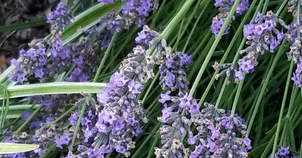 Lavender in Bloom
