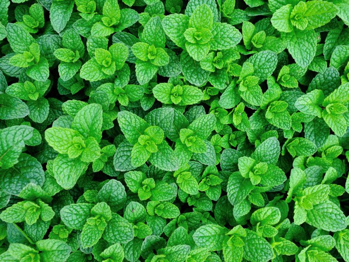 Karakorum Herbs 12 Impressive Benefits of Mint and 7 Reasons to Eat Mint