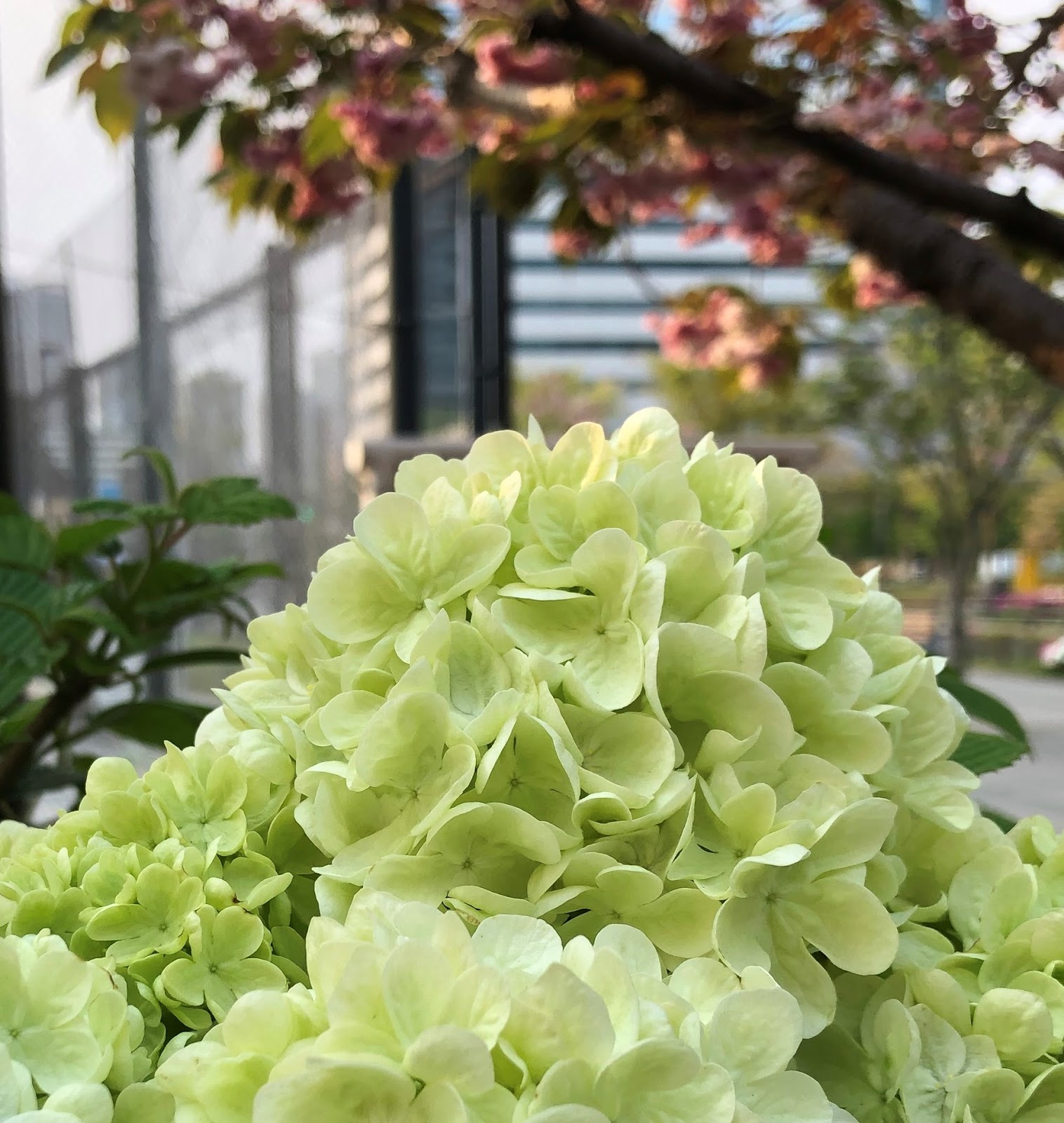 Kei Narujima なるじまけい White And Lime Green Hydrangeas 白とライムグリーンの紫陽花