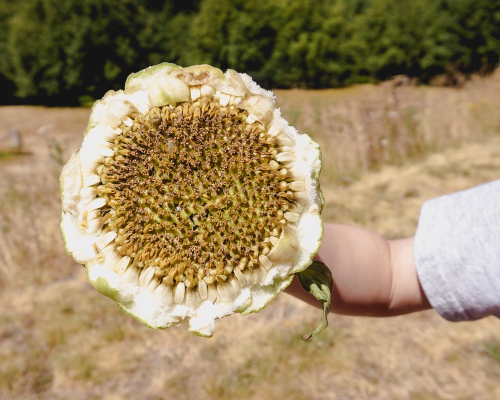 how to harvest sunflower seeds