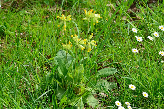 Primula veris Primula veris