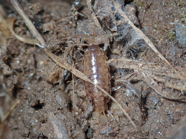 Chaetophiloscia elongata Chaetophiloscia elongata