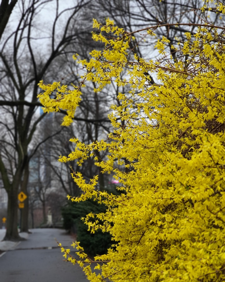 O que fazer no Central Park