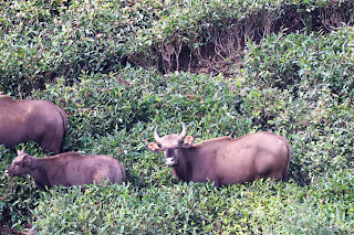 Photo of Among the Gaurs at Kotagiri 54/71 by Balachandra