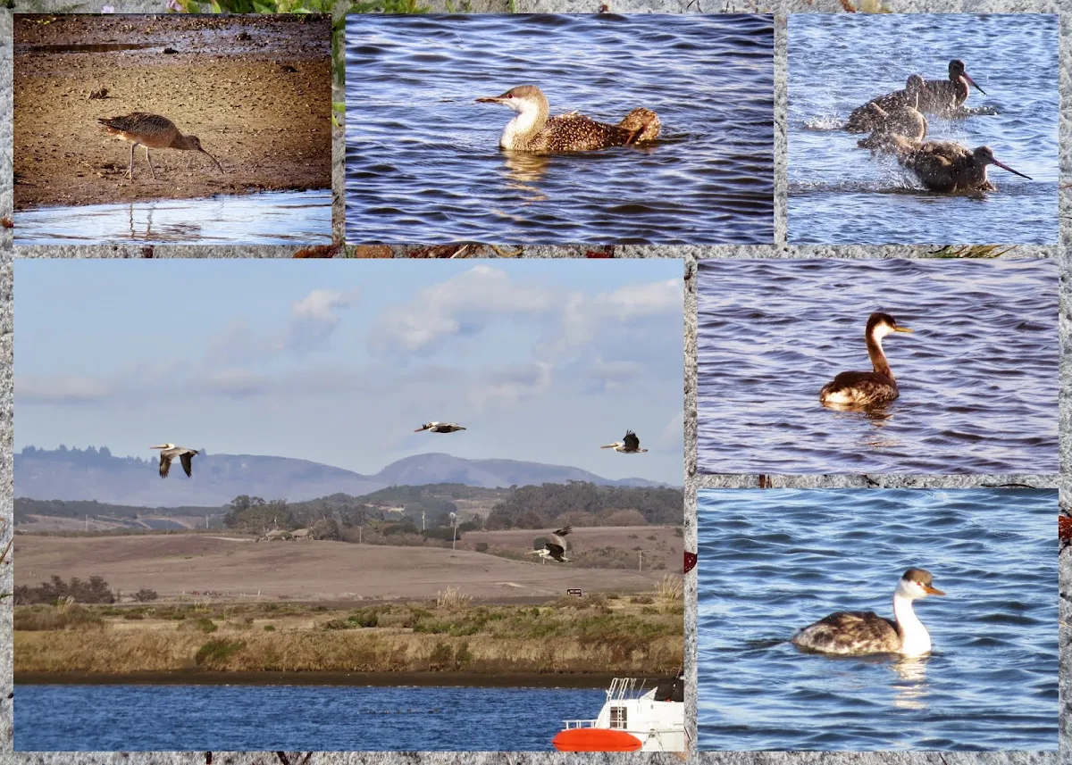 Birds at Moss Landing