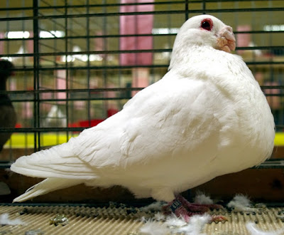 Gusat Granadino - fancy pigeons pics