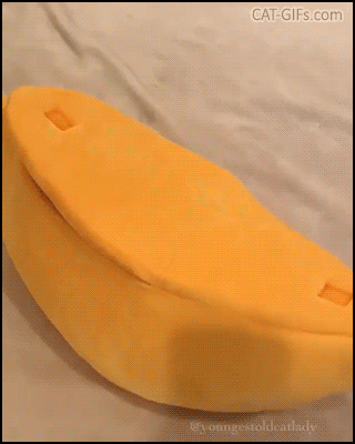 Funny Cat GIF • Cute cat sleeping hidden inside his giant banana Funny Cat GIF • Cute cat sleeping hidden inside his giant banana
