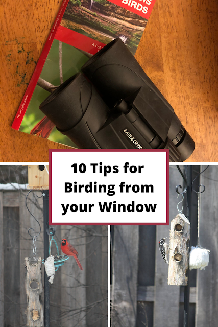 10 Tips for Birding from Your Window