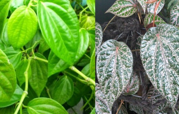 25 Manfaat Daun Sirih untuk Kesehatan dan Kecantikan Lengkap Sirih merupakan tumbuhan merambat orisinil Indonesia yang biasanya dikunyah bersama dengan kap 25 Manfaat Daun Sirih untuk Kesehatan dan Kecantikan Lengkap