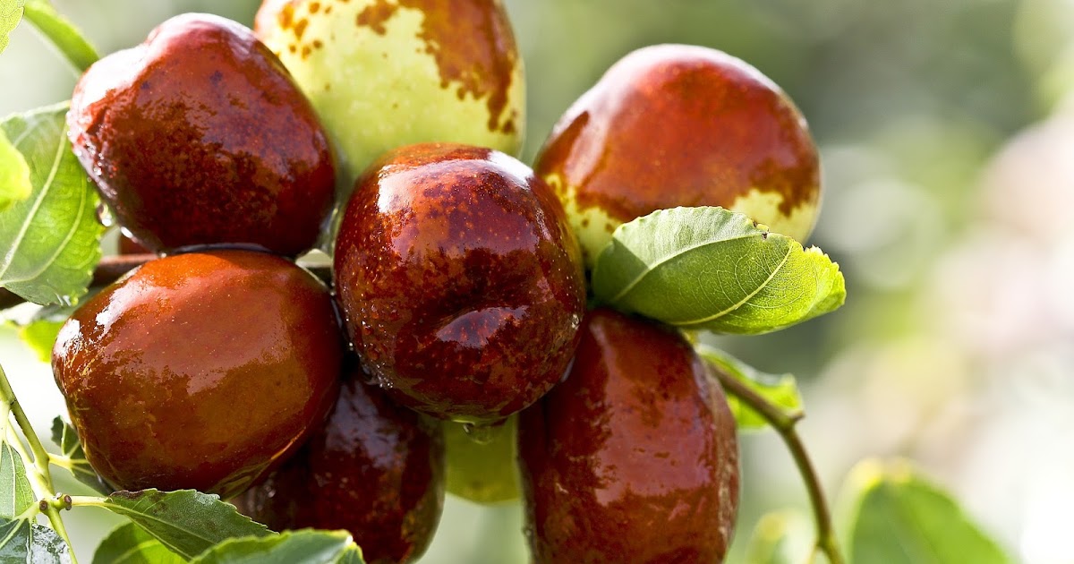 Jujuba, outono em uma fruta. Jujuba, outono em uma fruta.