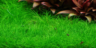 Tanaman Karpet Hair Grass Mini