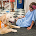 Interesting Facts about Therapy Dogs 