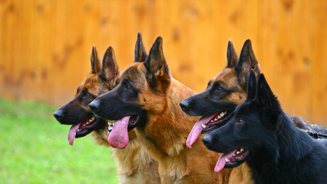 Chien De Berger Espérance De Vie Informations générales sur la santé de votre chien berger allemand