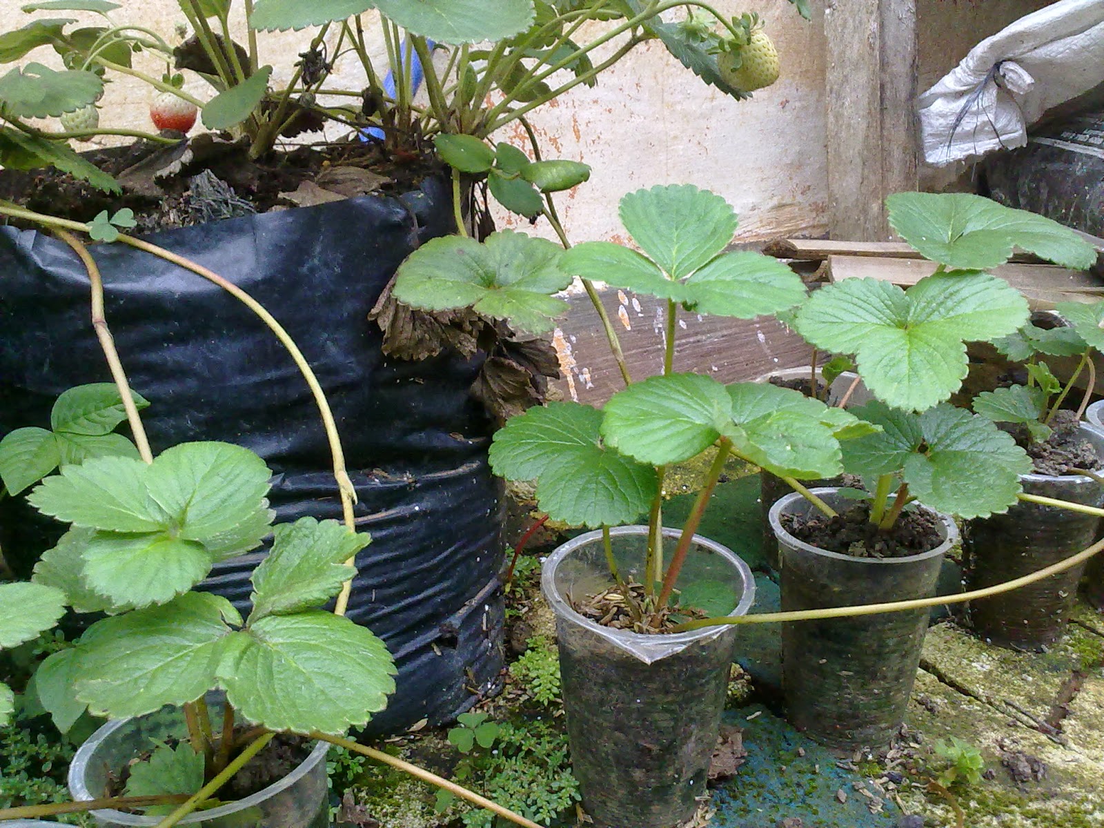 Runner Gardening Is An Exciting Activity Fiyuhh Kalo Posisinya Tidak Menggantung Lebih Enak Ditampung Pake Media Tanah Sorry Yang Ini Agak Berantakan Baru Nyadar Setelah Diupload
