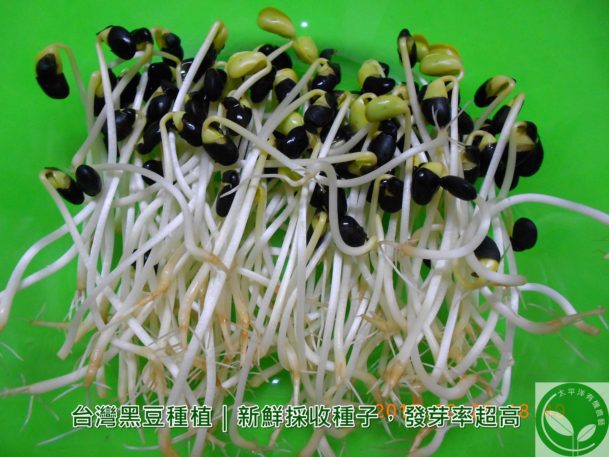 台灣黑豆種植｜新鮮採收種子，發芽率超高