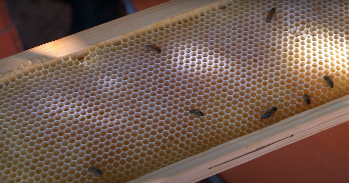 REPLACING BROOD COMBWhen should I replace my brood frame?