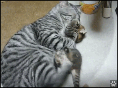 Cute Cat GIF • OMG! Mama cat loves her baby so hard. She wants to eat him, haha crazy cats Cute Cat GIF • OMG! Mama cat loves her baby so hard. She wants to eat him, haha crazy cats