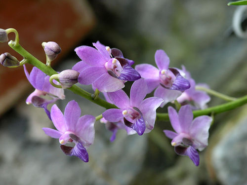 Orquídea Tem Flor o Ano Todo? - Blog Arco do Verde